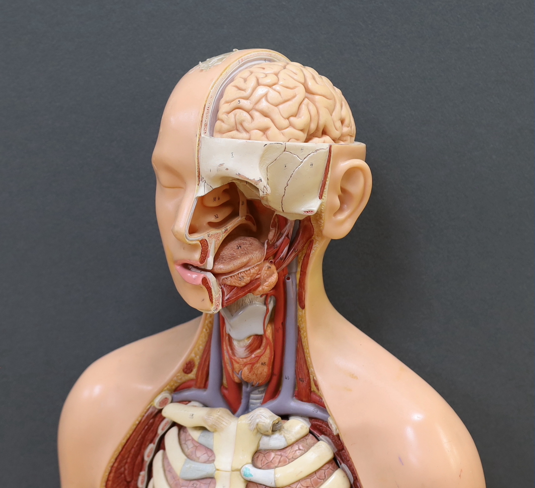 A 1960s medical school educational plastic anatomical model, with removable internal organs and cross-sections of skeleton, arterial system, muscular structures, etc. 84cm high